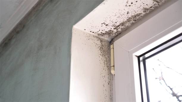 Crawl Space Mold Removal in Edgewood, FL