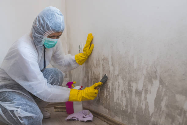 Best Residential Mold Removal  in Edgewood, FL