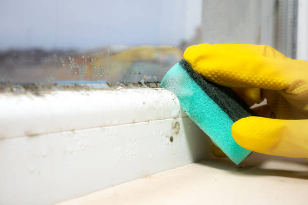 Home Mold Removal in Edgewood, FL